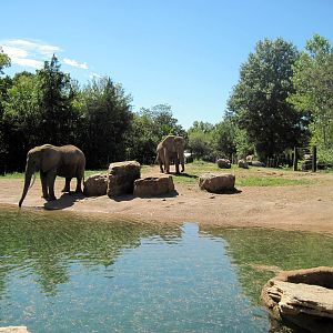 Africa-African Elephants