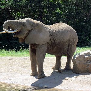 Africa-African Elephant