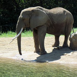 Africa-African Elephant