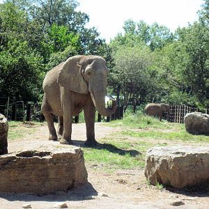 Africa-African Elephant