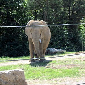 Africa-African Elephant