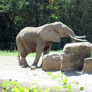 Africa-African Elephant