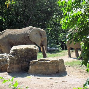 Africa-African Elephants