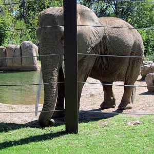 Africa-African Elephant