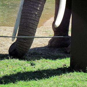 Africa-African Elephant
