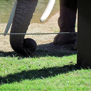 Africa-African Elephant