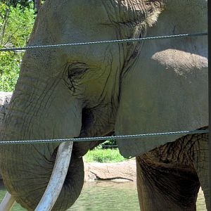 Africa-African Elephant