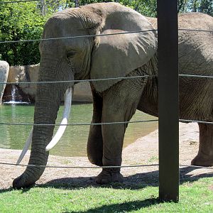 Africa-African Elephant