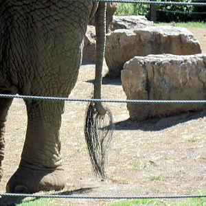 Africa-African Elephant