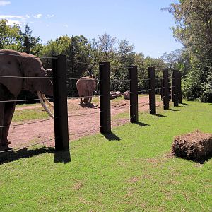 Africa-African Elephants