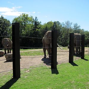 Africa-African Elephants