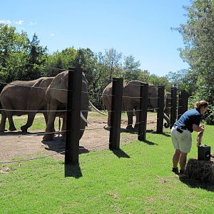Africa-African Elephants