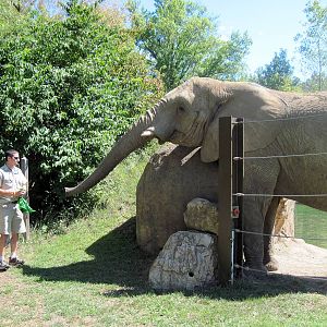 Africa-African Elephant
