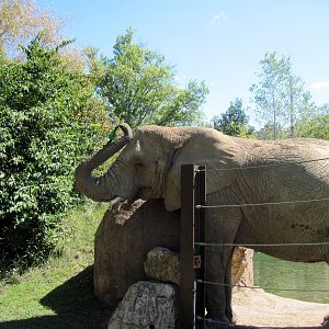 Africa-African Elephant