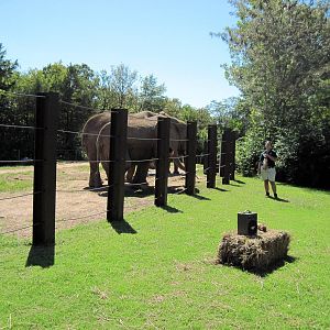 Africa-African Elephants