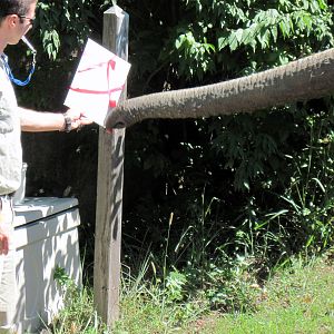 Africa-African Elephant