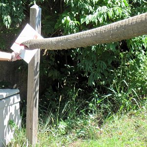 Africa-African Elephant