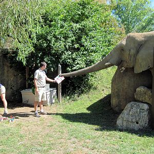 Africa-African Elephant