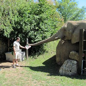 Africa-African Elephant