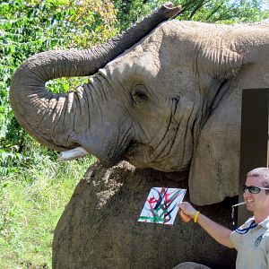 Africa-African Elephant