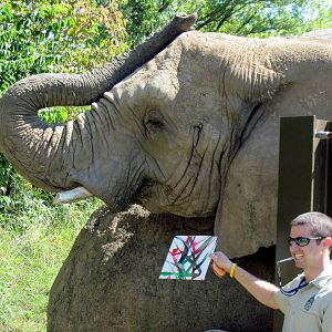 Africa-African Elephant