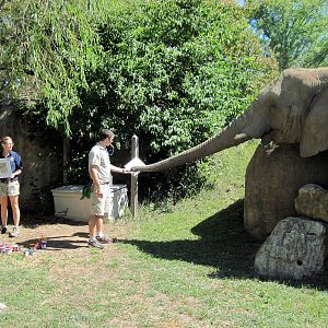 Africa-African Elephant