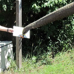 Africa-African Elephant