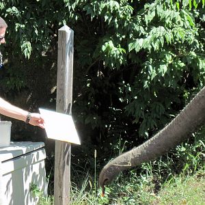 Africa-African Elephant
