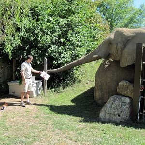 Africa-African Elephant