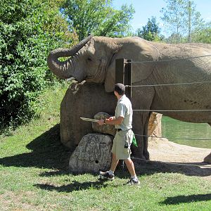 Africa-African Elephant