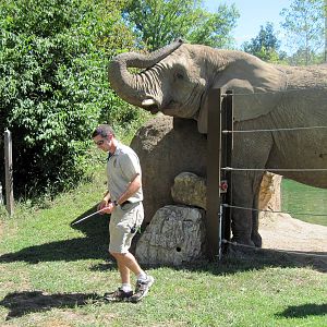 Africa-African Elephant