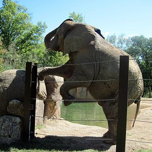 Africa-African Elephant