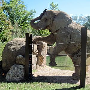 Africa-African Elephant