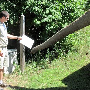 Africa-African Elephant