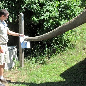 Africa-African Elephant
