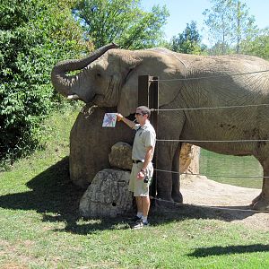 Africa-African Elephant
