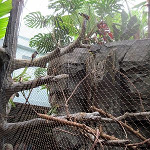 Tropics-Green Aracari Exhibit