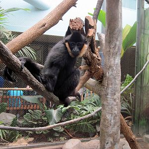 Tropics-White-cheeked Gibbon
