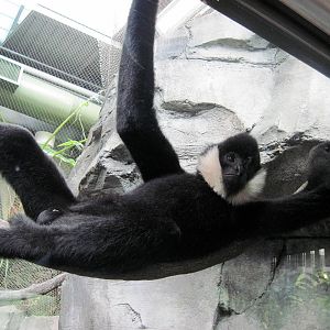 Tropics-White-cheeked Gibbon