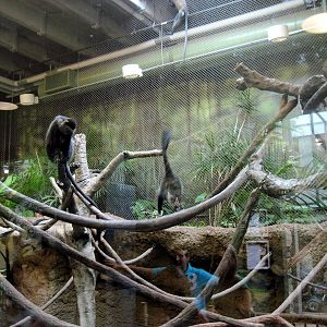 Tropics-Blue Monkeys