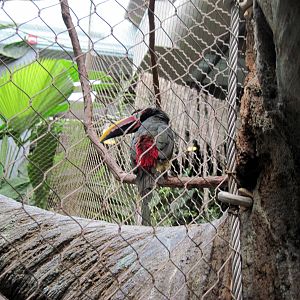 Tropics-Green Aracari