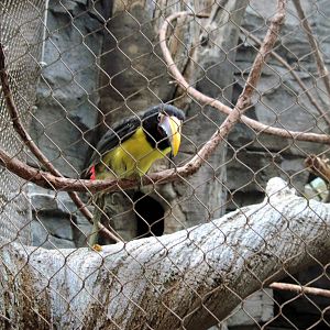 Tropics-Green Aracari