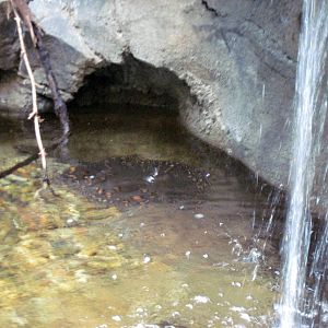 Tropics-Freshwater Stingrays