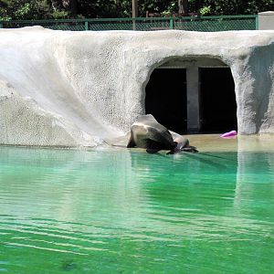 KidZone-California Sea Lion