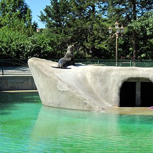 KidZone-California Sea Lion