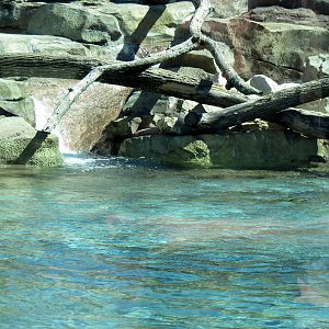 North American River Otter
