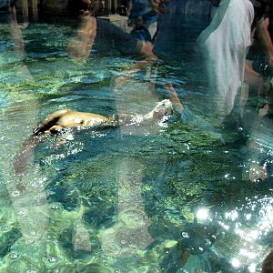 North American River Otter