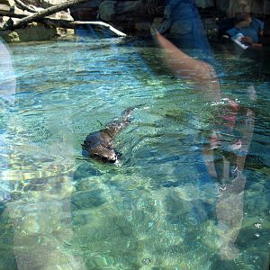 North American River Otter