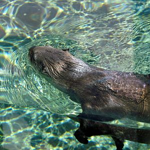 North American River Otter