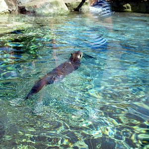 North American River Otter